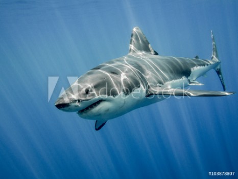 Bild på Great white shark and sun rays